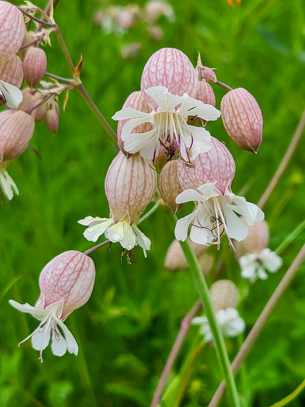 flora & fauna in Silz, Tirol